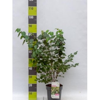 Tatarisk Gedeblad Potte 4,0 liter,- 50-60 cm.