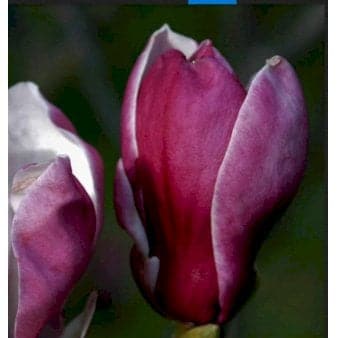 Se Magnolia liliiflora 'Nigra' 5 Liter potte ❤ Kæmpe udvalg i Plantetorvet ❤ Hurtig levering: 1 - 2 Hverdage samt billig fragt - Varenummer: PTT-98455 og barcode / Ean: på lager - Udsalg på Prydbuske > Magnolia Spar op til 59% - Over 785 kendte brands på udsalg