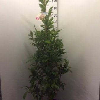 Se Magnolia liliiflora 'Susan' Potte 18 liter,- 150-175 cm. » Kæmpe udvalg i Plantetorvet » Hurtig levering: 1 - 2 Hverdage samt billig fragt - Varenummer: PTT-63574 og barcode / Ean: på lager - Udsalg på Prydbuske > Magnolia Spar op til 59% - Over 1150 kendte brands på udsalg