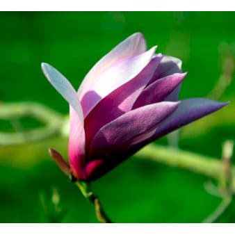 Se Magnolia liliiflora 'Susan' 5 Liter potte ❤ Kæmpe udvalg i Plantetorvet ❤ Hurtig levering: 1 - 2 Hverdage samt billig fragt - Varenummer: PTT-77040 og barcode / Ean: på lager - Udsalg på Prydbuske > Magnolia Spar op til 58% - Over 785 kendte brands på udsalg