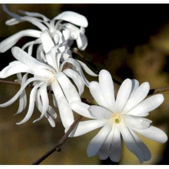 Se Stjernemagnolie 5 Liter potte ❤ Stort online udvalg i Plantetorvet ❤ Hurtig levering: 1 - 2 Hverdage samt billig fragt - Varenummer: PTT-77045 og barcode / Ean: på lager - Udsalg på Prydbuske > Magnolia Spar op til 62% - Over 400 kendte brands på udsalg