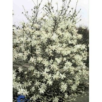 Se Stjernemagnolie 'Royal Star' 5 Liter potte ❤ Kæmpe udvalg i Plantetorvet ❤ Hurtig levering: 1 - 2 Hverdage samt billig fragt - Varenummer: PTT-98457 og barcode / Ean: på lager - Udsalg på Prydbuske > Magnolia Spar op til 57% - Over 785 kendte brands på udsalg