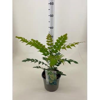 Se Mahonie 'Winter Sun' Potte 3,0 liter,- 30-40 cm. ✔ Kæmpe udvalg i Plantetorvet ✔ Hurtig levering: 1 - 2 Hverdage samt billig fragt - Varenummer: PTT-69332 og barcode / Ean: på lager - Udsalg på Prydbuske > Mahonia Spar op til 63% - Over 1354 design brands på udsalg
