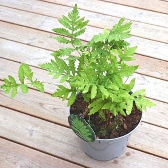 Se Perlebregne 5 liter potte ❤ Stort online udvalg i Plantetorvet ❤ Hurtig levering: 1 - 2 Hverdage samt billig fragt - Varenummer: PTT-88036 og barcode / Ean: på lager - Udsalg på Bregner > Perlebregne Spar op til 58% - Over 324 kendte brands på udsalg