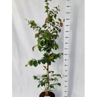 Se Papegøjebusk Potte 10 liter 150-175 cm. ❤ Stort online udvalg i Plantetorvet ❤ Hurtig levering: 1 - 2 Hverdage samt billig fragt - Varenummer: PTT-89432 og barcode / Ean: på lager - Udsalg på Træer > Papegøjebusk Spar op til 57% - Over 454 kendte brands på udsalg