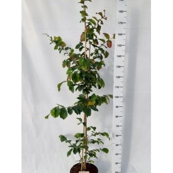 Papegøjebusk Potte 10 liter,- 175-200 cm.