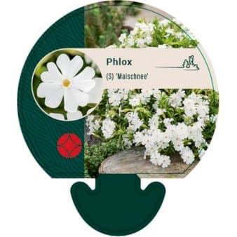 Se Lyngfloks 'Maischnee' ❤ Kæmpe udvalg i Plantetorvet ❤ Hurtig levering: 1 - 2 Hverdage samt billig fragt - Varenummer: PTT-92548 og barcode / Ean: på lager - Udsalg på Stauder > Floks Spar op til 55% - Over 857 kendte brands på udsalg