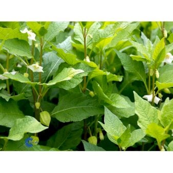 Se Japansk Lygte ❤ Stort online udvalg i Plantetorvet ❤ Hurtig levering: 1 - 2 Hverdage samt billig fragt - Varenummer: PTT-59983 og barcode / Ean: på lager - Udsalg på Stauder > Japansk Lygte Spar op til 61% - Over 454 kendte mærker på udsalg