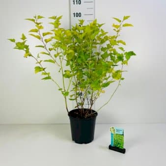 Se Blærespiræa 'Dart's Gold' Potte 6,5 liter 60-80 cm. ❤ Stort online udvalg i Plantetorvet ❤ Hurtig levering: 1 - 2 Hverdage samt billig fragt - Varenummer: PTT-90131 og barcode / Ean: på lager - Udsalg på Prydbuske > Blærespiræa Spar op til 62% - Over 324 kendte brands på udsalg