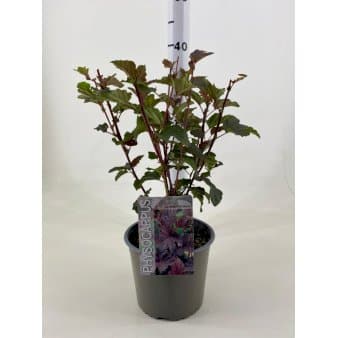 Se Blærespiræa 'Diabolo' Potte 3,0 liter,- 25-30 cm. ❤ Stort online udvalg i Plantetorvet ❤ Hurtig levering: 1 - 2 Hverdage samt billig fragt - Varenummer: PTT-70606 og barcode / Ean: på lager - Udsalg på Prydbuske > Blærespiræa Spar op til 61% - Over 360 kendte mærker på udsalg