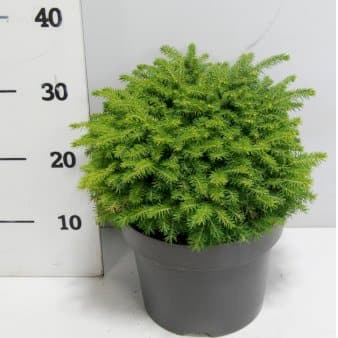 Se Dværg Rødgran 'Little Gem' » Kæmpe udvalg i Plantetorvet » Hurtig levering: 1 - 2 Hverdage samt billig fragt - Varenummer: PTT-81300 og barcode / Ean: på lager - Udsalg på Nåletræer > Grantræer Spar op til 59% - Over 1112 kendte brands på udsalg