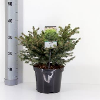 Se Fugleredegran 'Nidiformis' ❤ Stort online udvalg i Plantetorvet ❤ Hurtig levering: 1 - 2 Hverdage samt billig fragt - Varenummer: PTT-65144 og barcode / Ean: på lager - Udsalg på Nåletræer > Grantræer Spar op til 54% - Over 454 design brands på udsalg