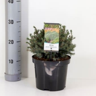 Se Hvidgran 'Echiniformis' Potte 3,0 liter,- 20-25 cm. ❤ Stort online udvalg i Plantetorvet ❤ Hurtig levering: 1 - 2 Hverdage samt billig fragt - Varenummer: PTT-65149 og barcode / Ean: på lager - Udsalg på Nåletræer > Grantræer Spar op til 52% - Over 454 design brands på udsalg