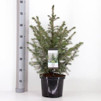 Se Serbisk Søjlegran Potte 5,0 liter,- 50-60 cm. ❤ Stort online udvalg i Plantetorvet ❤ Hurtig levering: 1 - 2 Hverdage samt billig fragt - Varenummer: PTT-70214 og barcode / Ean: på lager - Udsalg på Nåletræer > Grantræer Spar op til 54% - Over 360 kendte mærker på udsalg