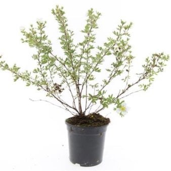8 stk. Potentilla &