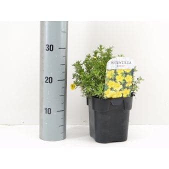 Se 6 stk. Potentilla 'Kobold' Potte 2,0 liter,- 25-30 cm. ❤ Stort online udvalg i Plantetorvet ❤ Hurtig levering: 1 - 2 Hverdage samt billig fragt - Varenummer: PTT-58601 og barcode / Ean: på lager - Udsalg på Prydbuske > Potentilla Spar op til 63% - Over 322 kendte brands på udsalg