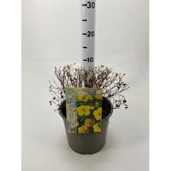 Se Potentilla &