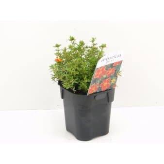 Se 6 stk. Potentilla &