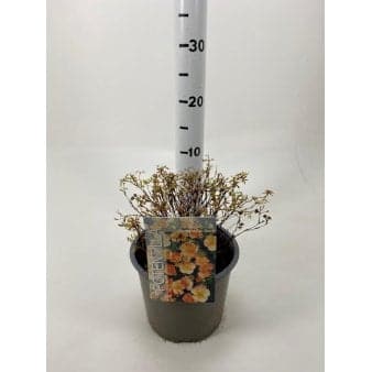 Se Potentilla 'Red Ace' Potte 3,0 liter,- 25-30 cm. ❤ Stort online udvalg i Plantetorvet ❤ Hurtig levering: 1 - 2 Hverdage samt billig fragt - Varenummer: PTT-79844 og barcode / Ean: på lager - Udsalg på Prydbuske > Potentilla Spar op til 54% - Over 350 kendte brands på udsalg