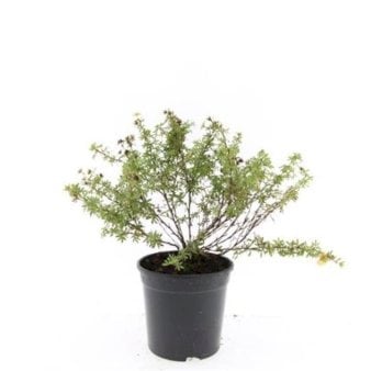 8 stk. Potentilla &