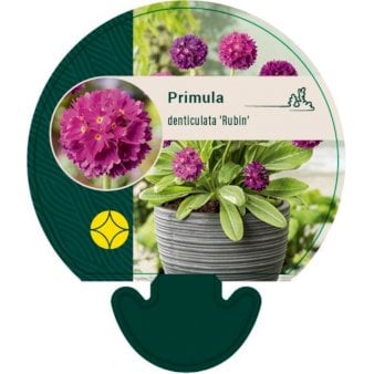 Se Kugleprimula ❤ Stort online udvalg i Plantetorvet ❤ Hurtig levering: 1 - 2 Hverdage samt billig fragt - Varenummer: PTT-92581 og barcode / Ean: på lager - Udsalg på Stauder > Primula Spar op til 67% - Over 412 kendte brands på udsalg