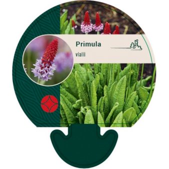 Se Hyacintprimula ❤ Stort online udvalg i Plantetorvet ❤ Hurtig levering: 1 - 2 Hverdage samt billig fragt - Varenummer: PTT-92583 og barcode / Ean: på lager - Udsalg på Stauder > Primula Spar op til 65% - Over 412 kendte brands på udsalg