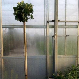 Se Kirsebærlaurbær 'Etna' Opstammet 180 cm. 12 liter potte ❤ Stort online udvalg i Plantetorvet ❤ Hurtig levering: 1 - 2 Hverdage samt billig fragt - Varenummer: PTT-85022 og barcode / Ean: på lager - Udsalg på Prydbuske > Kirsebærlaurbær Spar op til 59% - Over 322 kendte brands på udsalg