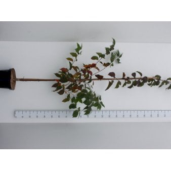 Sakhalinkirsebær Heister 200-250 cm. Med potte