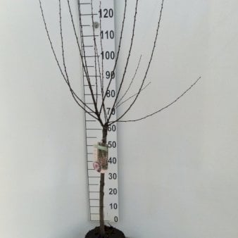 Rosenmandel Opstammet 60 cm. 7,5 liter potte