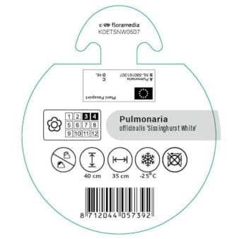 Se Lungeurt ❤ Kæmpe udvalg i Plantetorvet ❤ Hurtig levering: 1 - 2 Hverdage samt billig fragt - Varenummer: PTT-96072 og barcode / Ean: på lager - Udsalg på Stauder > Lungeurt Spar op til 58% - Over 785 kendte brands på udsalg