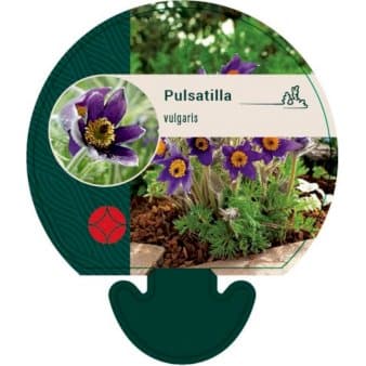 Se Opret Kobjælde ❤ Kæmpe udvalg i Plantetorvet ❤ Hurtig levering: 1 - 2 Hverdage samt billig fragt - Varenummer: PTT-92592 og barcode / Ean: på lager - Udsalg på Stauder > Kobjælde Spar op til 54% - Over 857 kendte brands på udsalg