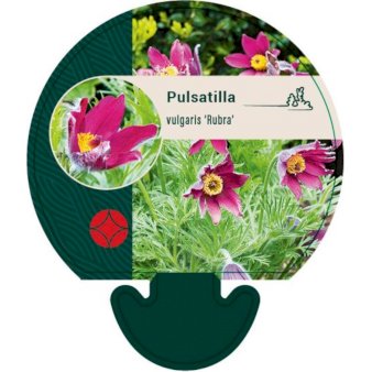 Se Opret Kobjælde ❤ Stort online udvalg i Plantetorvet ❤ Hurtig levering: 1 - 2 Hverdage samt billig fragt - Varenummer: PTT-92591 og barcode / Ean: på lager - Udsalg på Stauder > Kobjælde Spar op til 53% - Over 412 kendte brands på udsalg