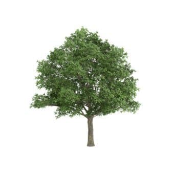 Se Stilkeg Heister 175-200 cm. Med potte ❤ Kæmpe udvalg i Plantetorvet ❤ Hurtig levering: 1 - 2 Hverdage samt billig fragt - Varenummer: PTT-89009 og barcode / Ean: på lager - Udsalg på Træer > Egetræer Spar op til 66% - Over 857 kendte brands på udsalg