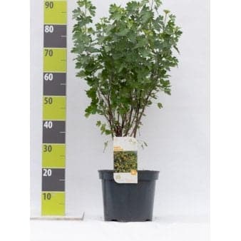 Se Guldribs Potte 7,5 liter 80-100 cm. ❤ Stort online udvalg i Plantetorvet ❤ Hurtig levering: 1 - 2 Hverdage samt billig fragt - Varenummer: PTT-90039 og barcode / Ean: på lager - Udsalg på Prydbuske > Guldribs Spar op til 54% - Over 324 kendte brands på udsalg