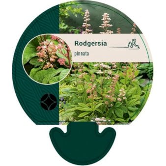 Se Finnet Bronzeblad ❤ Stort online udvalg i Plantetorvet ❤ Hurtig levering: 1 - 2 Hverdage samt billig fragt - Varenummer: PTT-92595 og barcode / Ean: på lager - Udsalg på Stauder > Bronzeblad Spar op til 67% - Over 412 kendte brands på udsalg