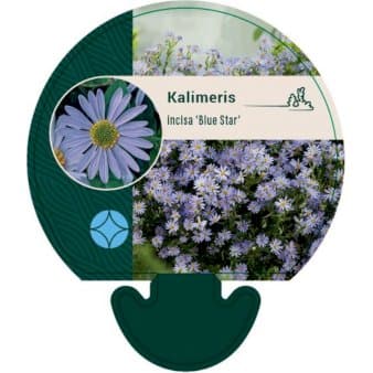Se Skønasters ❤ Stort online udvalg i Plantetorvet ❤ Hurtig levering: 1 - 2 Hverdage samt billig fragt - Varenummer: PTT-92410 og barcode / Ean: på lager - Udsalg på Stauder > Skønasters Spar op til 55% - Over 785 kendte brands på udsalg