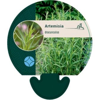 Se Fransk Estragon ❤ Stort online udvalg i Plantetorvet ❤ Hurtig levering: 1 - 2 Hverdage samt billig fragt - Varenummer: PTT-95236 og barcode / Ean: på lager - Udsalg på Krydderurter > Growing Home Spar op til 67% - Over 424 kendte brands på udsalg