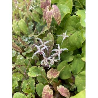 Se Bispehue, rød/brunt løv 10 cm. potte ❤ Stort online udvalg i Plantetorvet ❤ Hurtig levering: 1 - 2 Hverdage samt billig fragt - Varenummer: PTT-62863 og barcode / Ean: på lager - Udsalg på Stauder > Bispehue Spar op til 55% - Over 454 design brands på udsalg