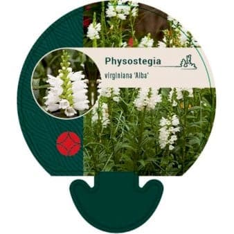 Se Drejeblomst ❤ Kæmpe udvalg i Plantetorvet ❤ Hurtig levering: 1 - 2 Hverdage samt billig fragt - Varenummer: PTT-92559 og barcode / Ean: på lager - Udsalg på Stauder > Drejeblomst Spar op til 53% - Over 1300 kendte brands på udsalg
