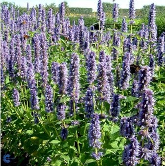 Se Anis Isop 'Blue Fortune' ❤ Stort online udvalg i Plantetorvet ❤ Hurtig levering: 1 - 2 Hverdage samt billig fragt - Varenummer: PTT-84118 og barcode / Ean: på lager - Udsalg på Stauder > Anisisop Spar op til 52% - Over 454 kendte mærker på udsalg
