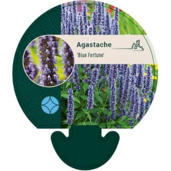 Se Anis Isop 'Blue Fortune' ❤ Stort online udvalg i Plantetorvet ❤ Hurtig levering: 1 - 2 Hverdage samt billig fragt - Varenummer: PTT-91991 og barcode / Ean: på lager - Udsalg på Stauder > Anisisop Spar op til 66% - Over 324 kendte brands på udsalg
