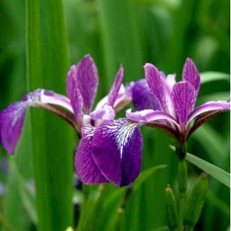 Se Iris ❤ Stort online udvalg i Plantetorvet ❤ Hurtig levering: 1 - 2 Hverdage samt billig fragt - Varenummer: PTT-62913 og barcode / Ean: på lager - Udsalg på Stauder > Iris Spar op til 65% - Over 400 kendte brands på udsalg
