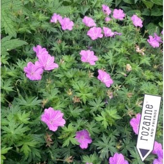 Se Storkenæb hybrid 'Blushing Turtle' ❤ Stort online udvalg i Plantetorvet ❤ Hurtig levering: 1 - 2 Hverdage samt billig fragt - Varenummer: PTT-62873 og barcode / Ean: på lager - Udsalg på Stauder > Storkenæb Spar op til 52% - Over 400 kendte brands på udsalg