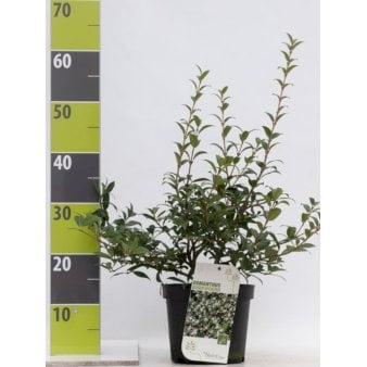 Stenved Potte 3,0 liter,- 30-40 cm.