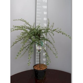 Se Dværgmispel 'Variegatus' Opstammet 60 cm. med potte ❤ Stort online udvalg i Plantetorvet ❤ Hurtig levering: 1 - 2 Hverdage samt billig fragt - Varenummer: PTT-93070 og barcode / Ean: på lager - Udsalg på Prydbuske > Dværgmispel Spar op til 57% - Over 400 kendte brands på udsalg