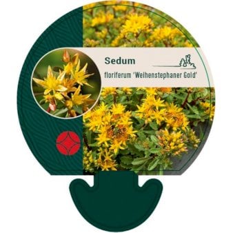 Se Stenurt ❤ Stort online udvalg i Plantetorvet ❤ Hurtig levering: 1 - 2 Hverdage samt billig fragt - Varenummer: PTT-92640 og barcode / Ean: på lager - Udsalg på Stauder > Stenurt Spar op til 62% - Over 412 kendte brands på udsalg