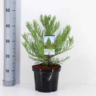 Se Mammuttræ Potte 3,0 liter,- 25-30 cm. » Kæmpe udvalg i Plantetorvet » Hurtig levering: 1 - 2 Hverdage samt billig fragt - Varenummer: PTT-79009 og barcode / Ean: på lager - Udsalg på Nåletræer > Mammuttræ Spar op til 53% - Over 1112 kendte brands på udsalg