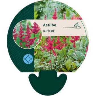 Astilbe &