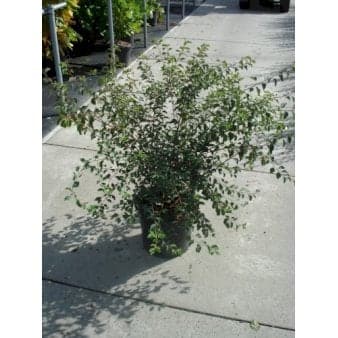 Se Buketspiræa Potte 12 liter,- 100-125 cm. ❤ Stort online udvalg i Plantetorvet ❤ Hurtig levering: 1 - 2 Hverdage samt billig fragt - Varenummer: PTT-67593 og barcode / Ean: på lager - Udsalg på Prydbuske > Spiræa Spar op til 54% - Over 400 kendte brands på udsalg
