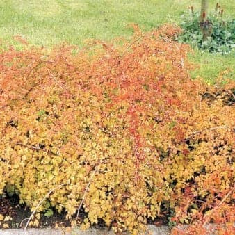 Se Kranstop 'Crispa' ❤ Stort online udvalg i Plantetorvet ❤ Hurtig levering: 1 - 2 Hverdage samt billig fragt - Varenummer: PTT-69046 og barcode / Ean: på lager - Udsalg på Bunddække > Kranstop Spar op til 59% - Over 454 design mærker på udsalg